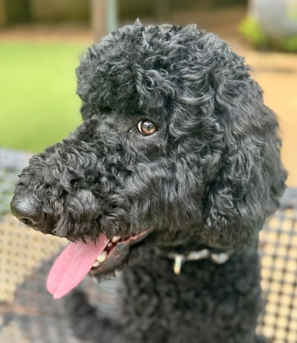 Bentley