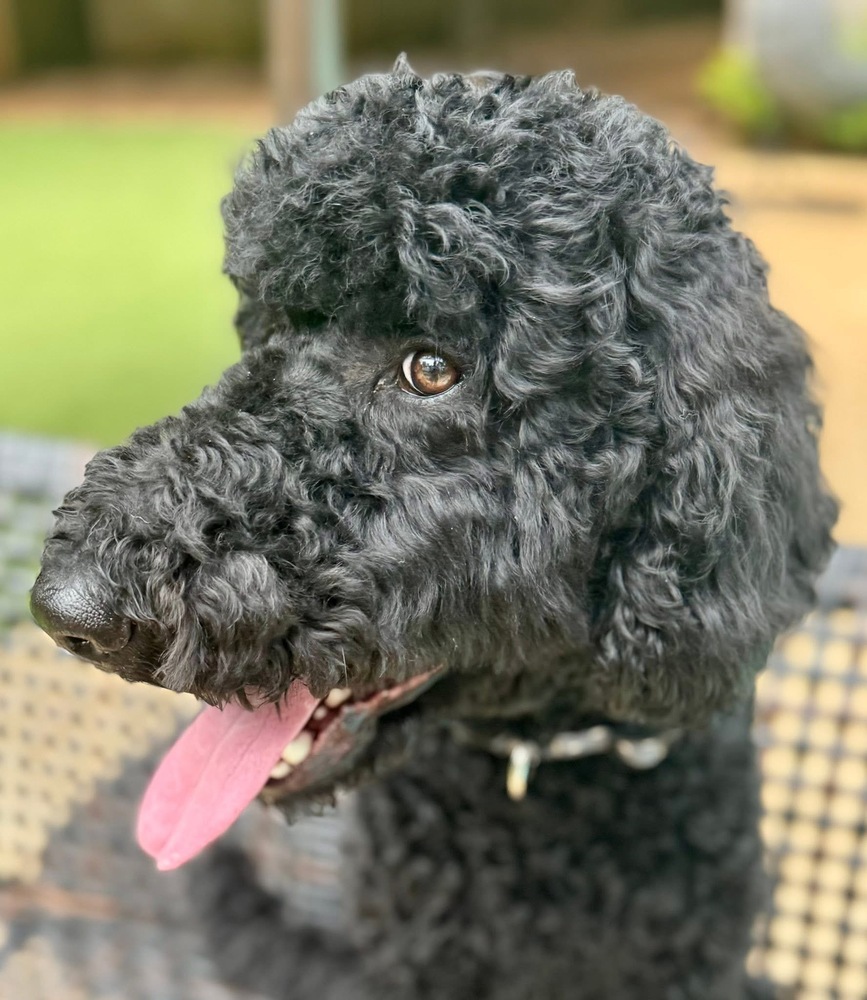 Bentley