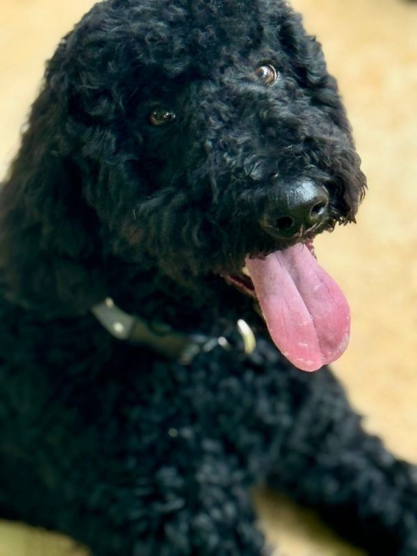 Bentley thumbnail 4