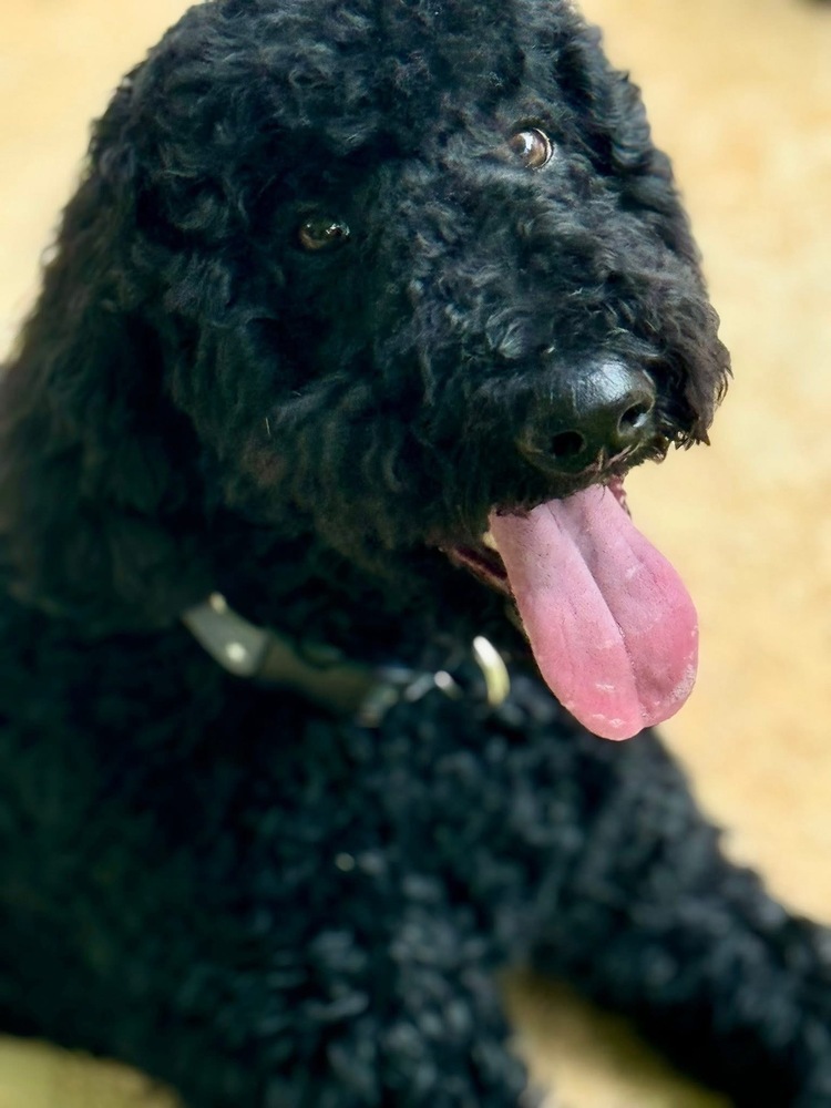 Bentley