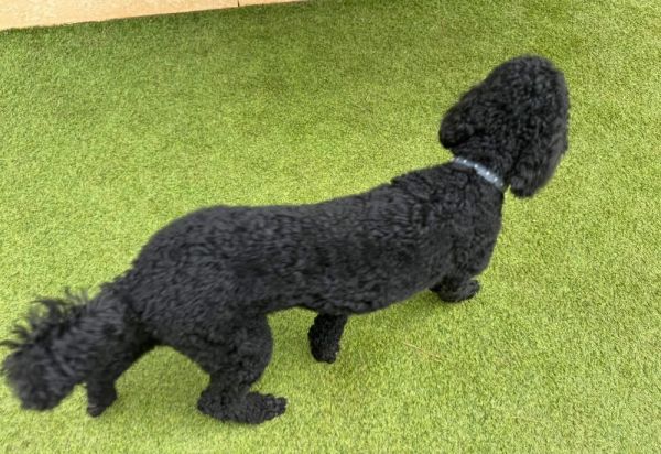 Bentley thumbnail 5