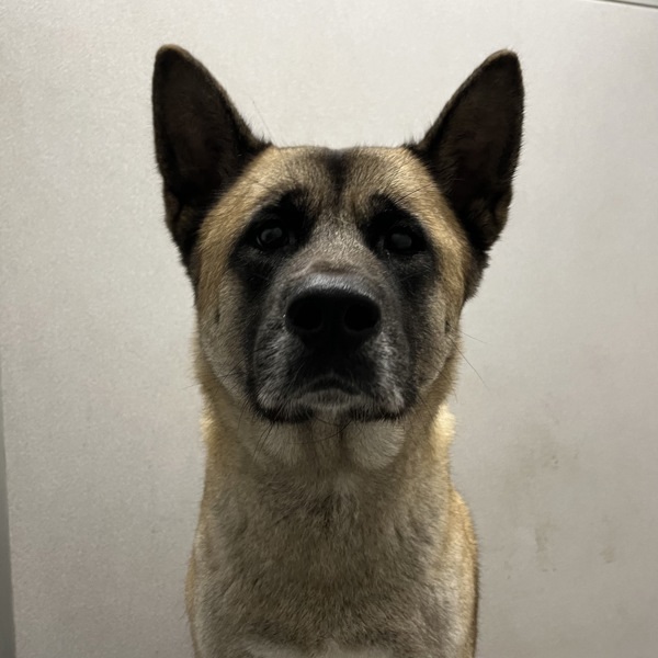 Gracie