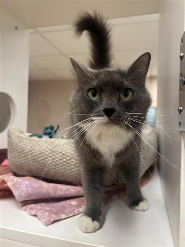 Zapps, an adoptable Domestic Medium Hair in Great Falls, MT, 59405 | Photo Image 1