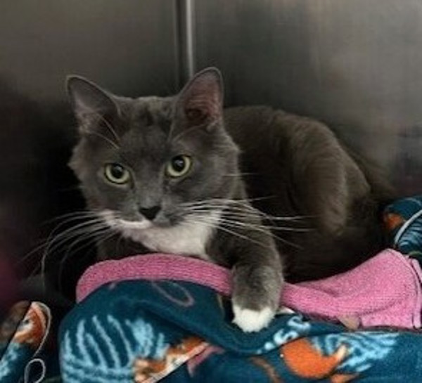 Zapps, an adoptable Domestic Medium Hair in Great Falls, MT, 59405 | Photo Image 2