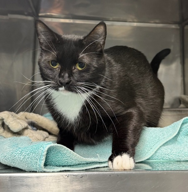 Taki, an adoptable Domestic Short Hair in Great Falls, MT, 59405 | Photo Image 1