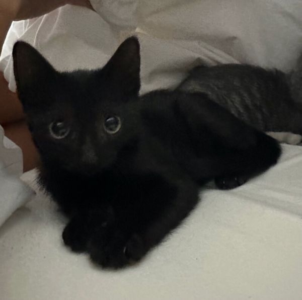 Toothless