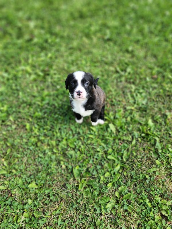Rye