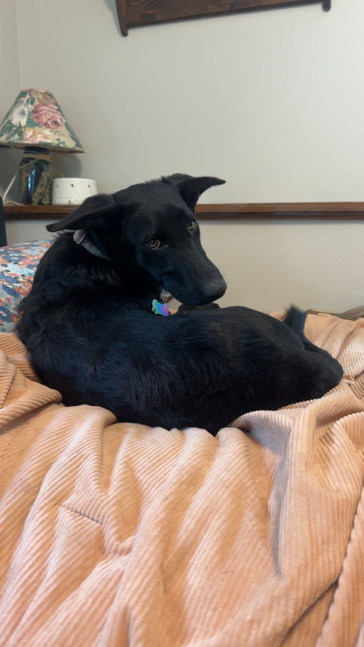 Azura, an adoptable German Shepherd Dog, Labrador Retriever in Duluth, MN, 55807 | Photo Image 1