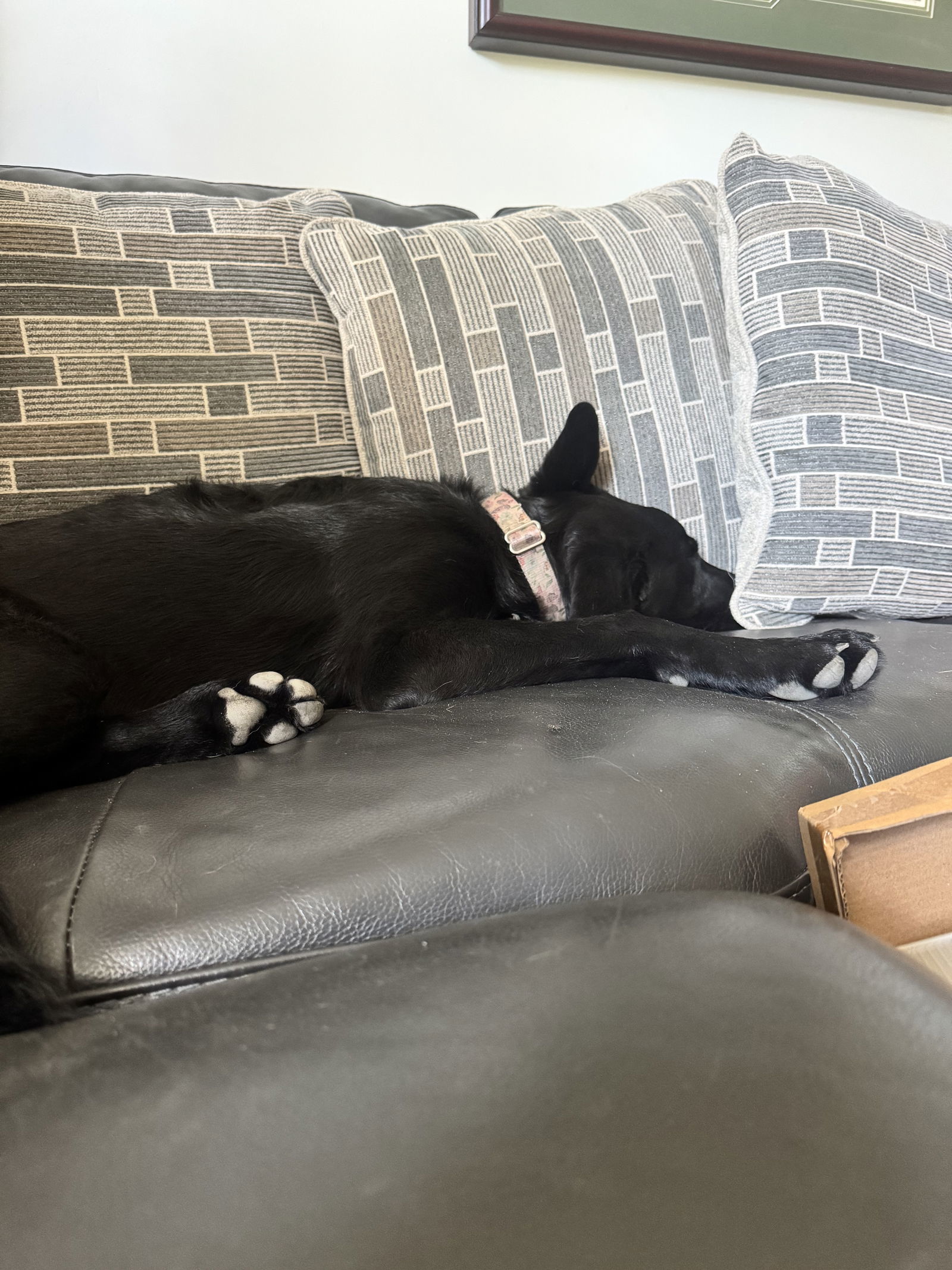 Azura, an adoptable German Shepherd Dog, Labrador Retriever in Duluth, MN, 55807 | Photo Image 2