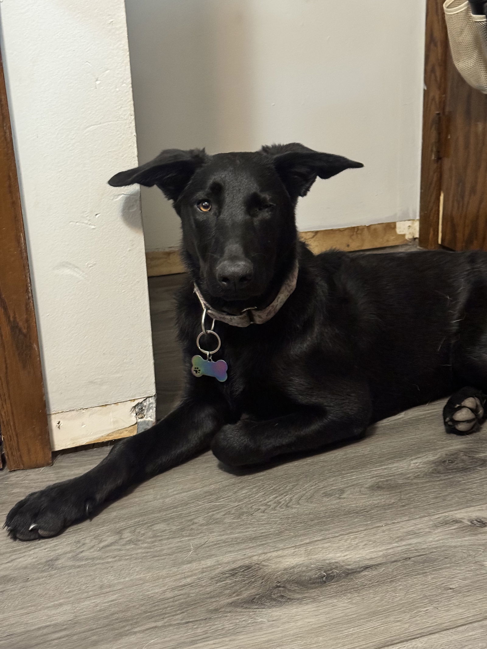 Azura, an adoptable German Shepherd Dog, Labrador Retriever in Duluth, MN, 55807 | Photo Image 3