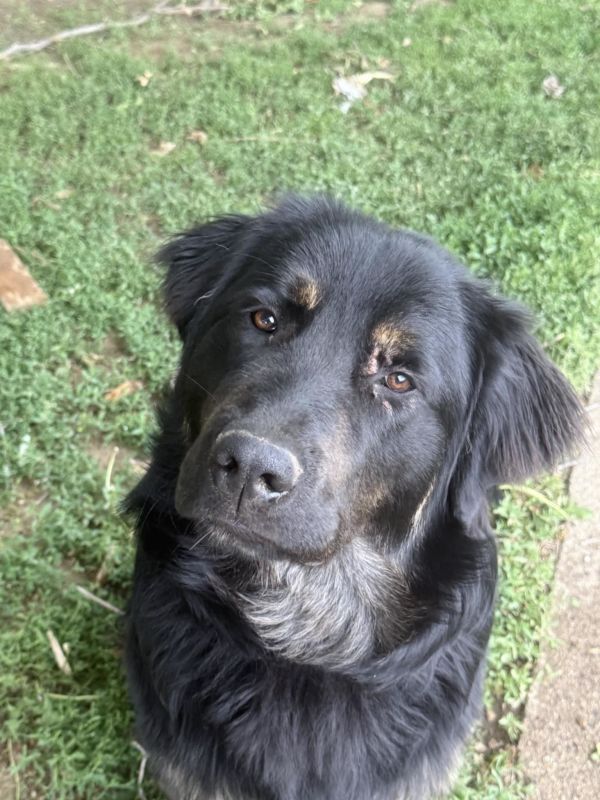 Atlas *In need of foster home*