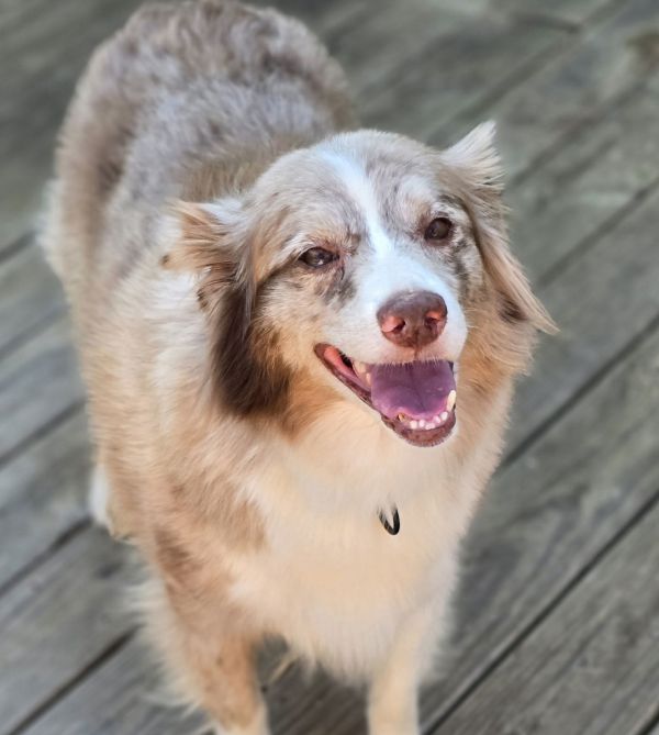 Daisy