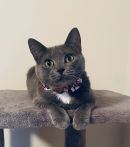 Momma Pixy's profile on Petfinder.com
