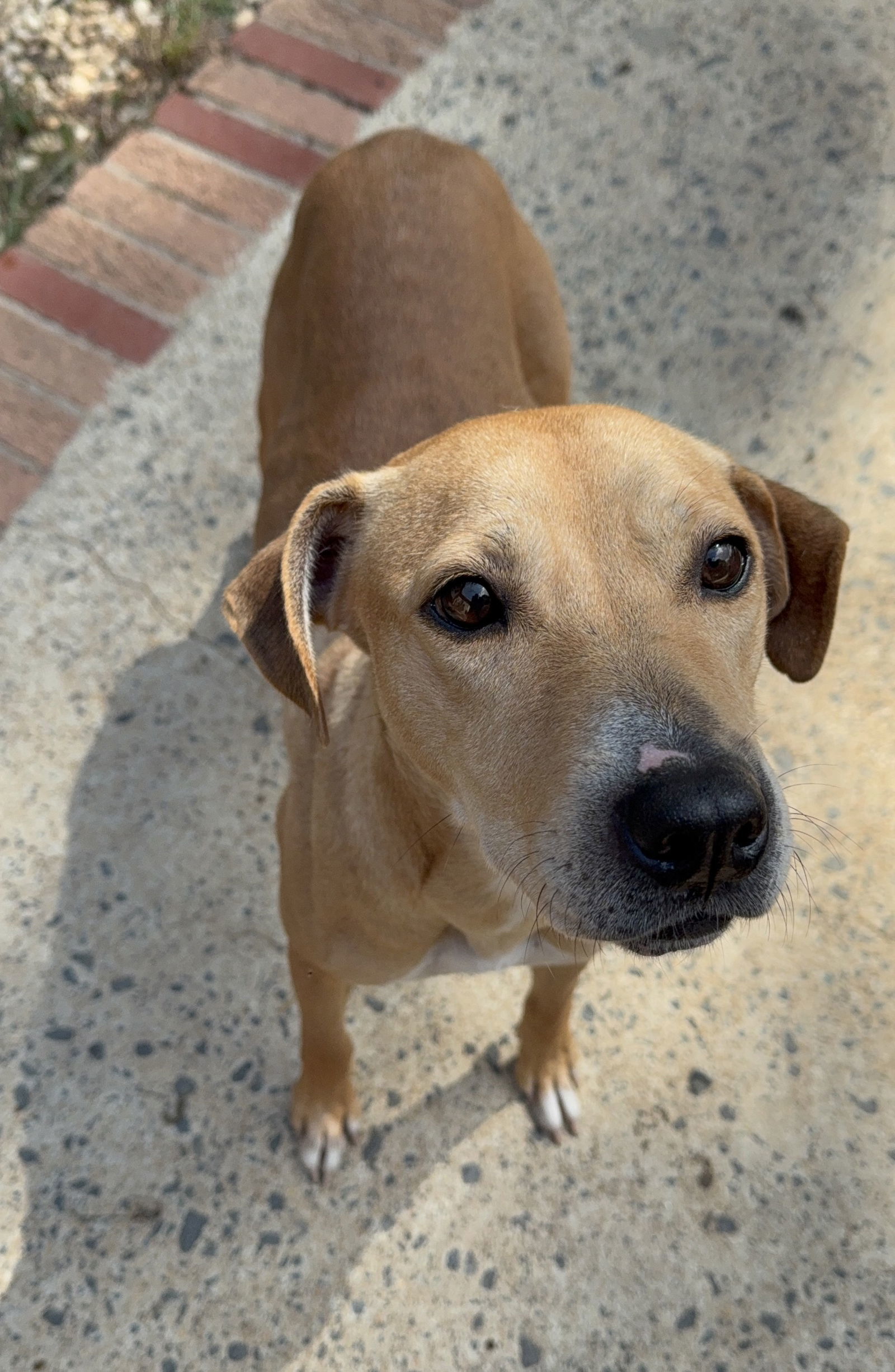 GRACIE