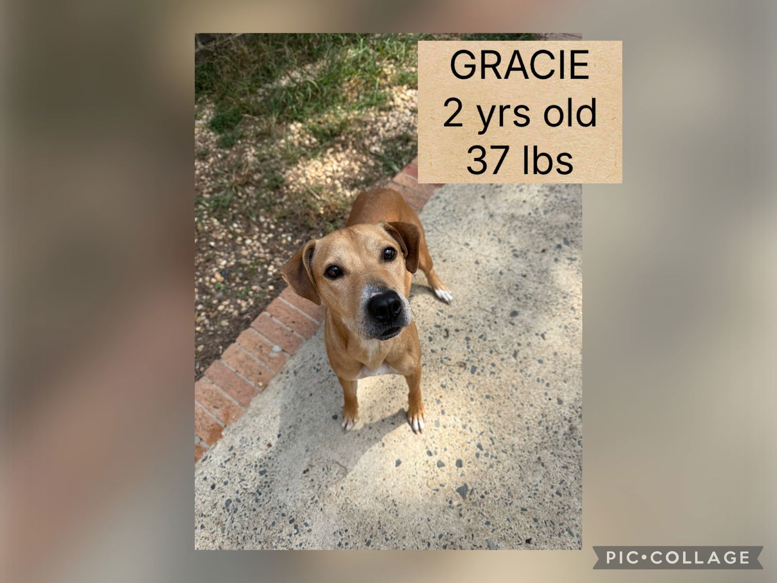 GRACIE