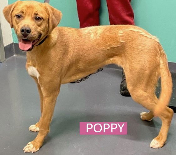 Poppy