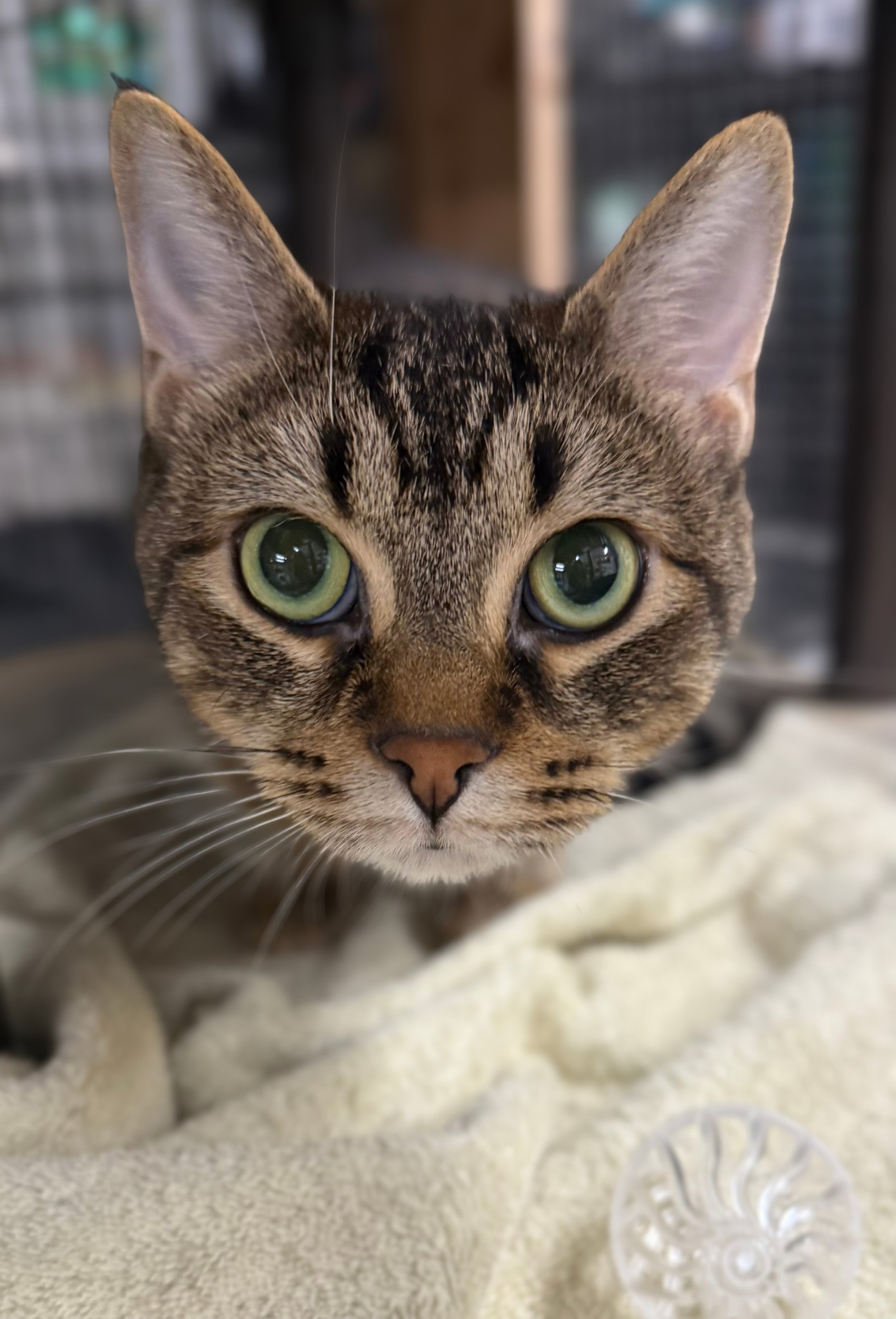 Allie, an adoptable Domestic Short Hair, Tabby in Traverse City, MI, 49686 | Photo Image 1