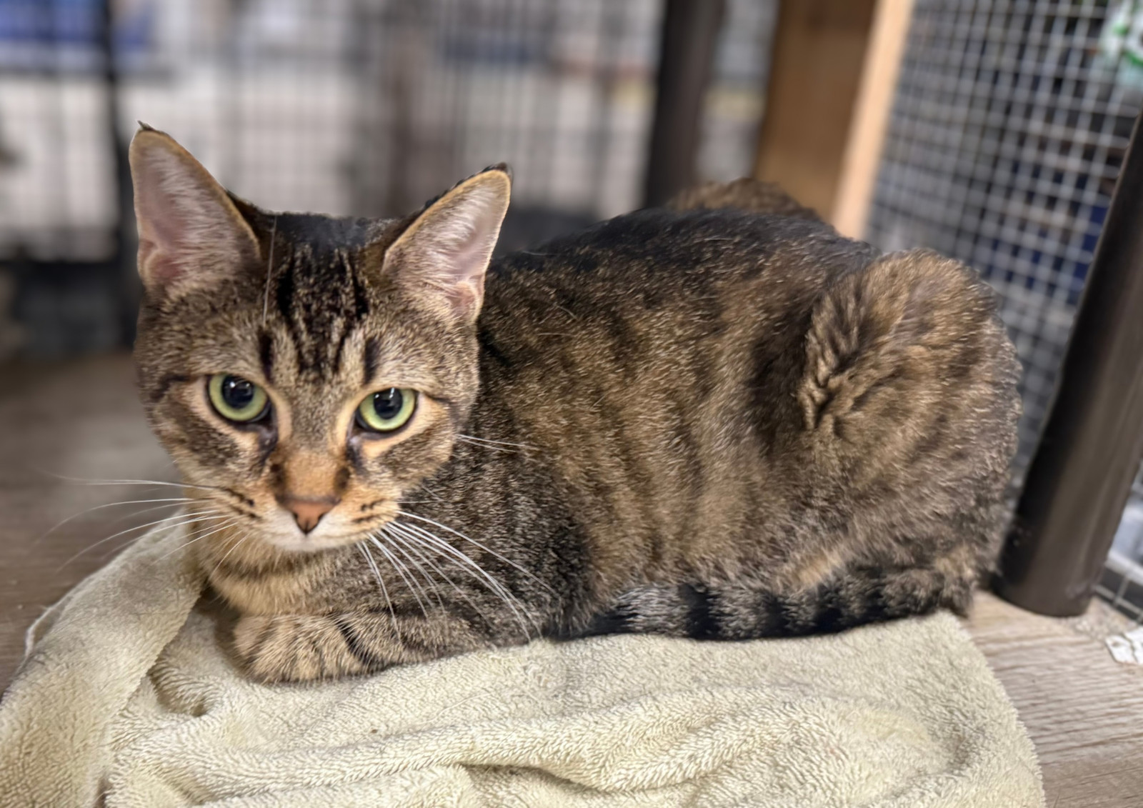 Allie, an adoptable Domestic Short Hair, Tabby in Traverse City, MI, 49686 | Photo Image 2