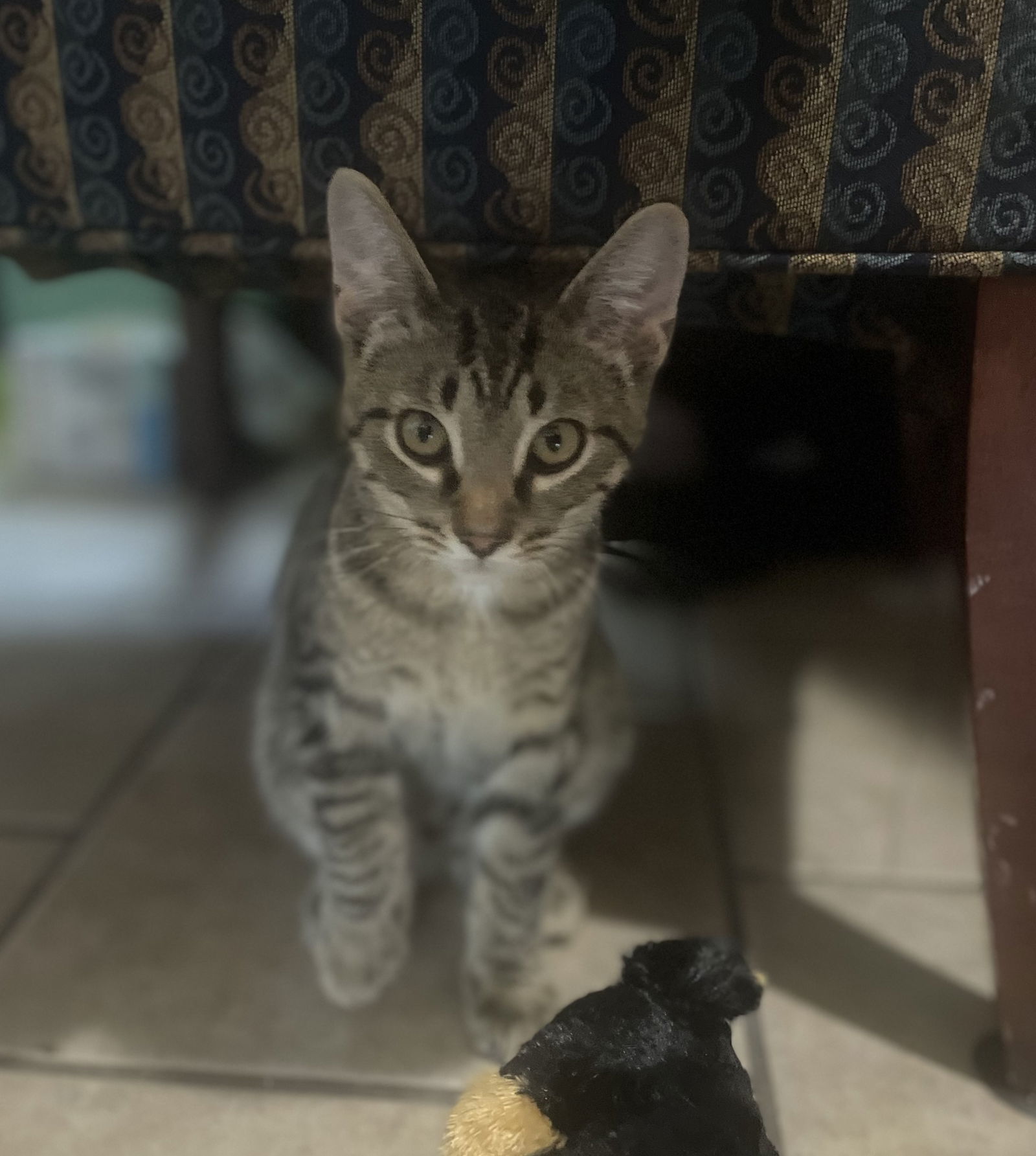 Adam, an adoptable Domestic Short Hair, Tabby in Traverse City, MI, 49686 | Photo Image 2