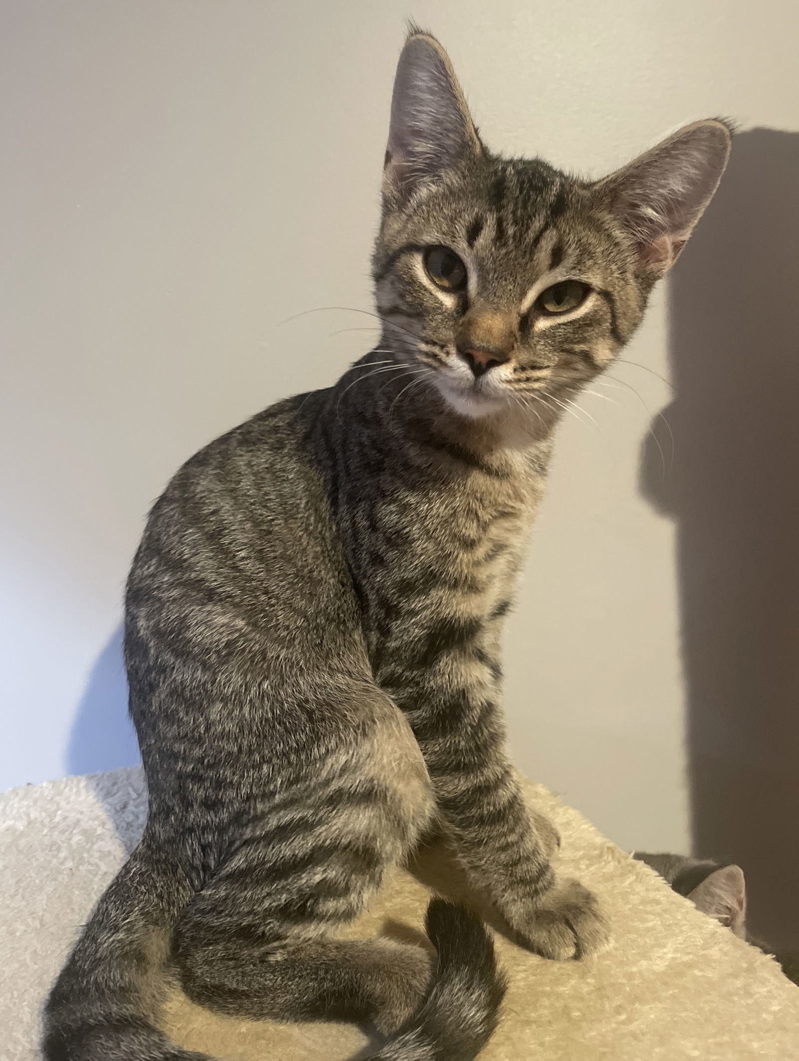 Adam, an adoptable Domestic Short Hair, Tabby in Traverse City, MI, 49686 | Photo Image 3