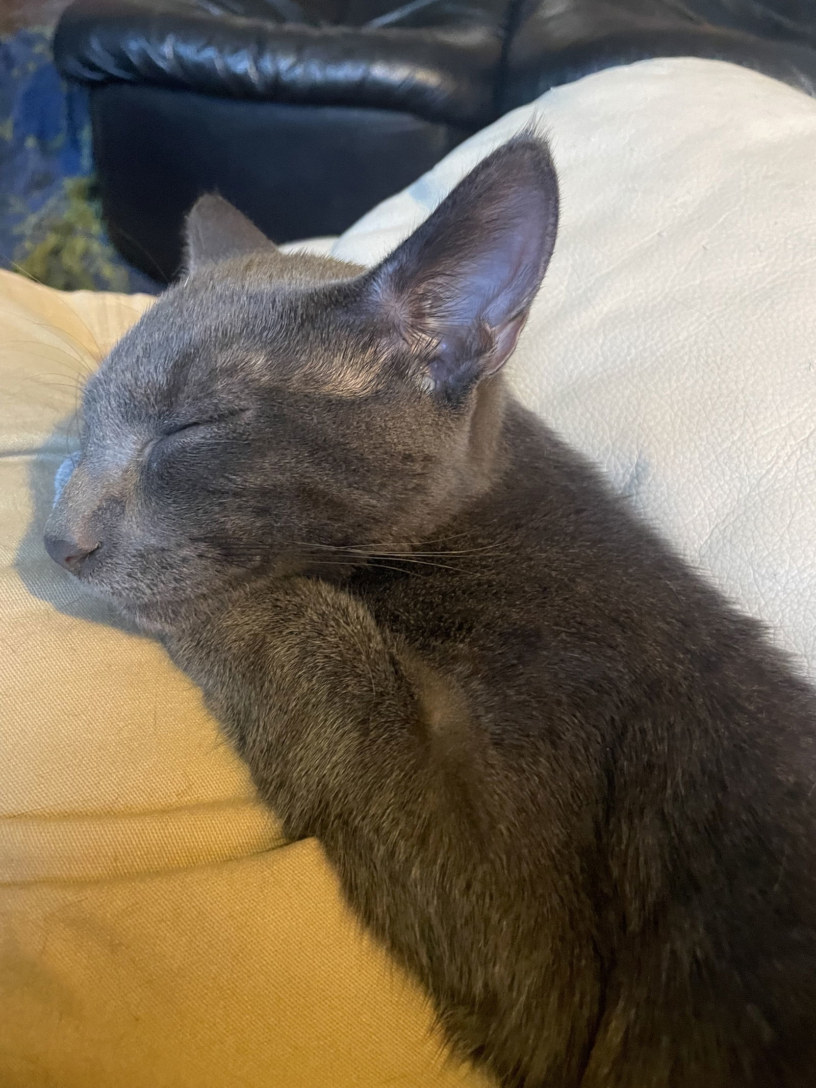 Lil Blue