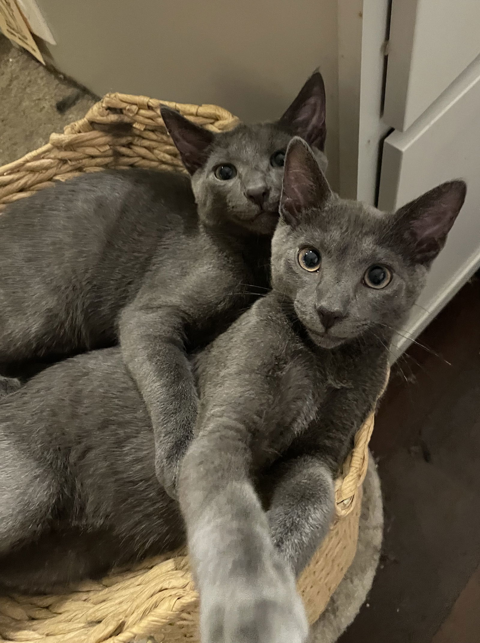Lil Blue