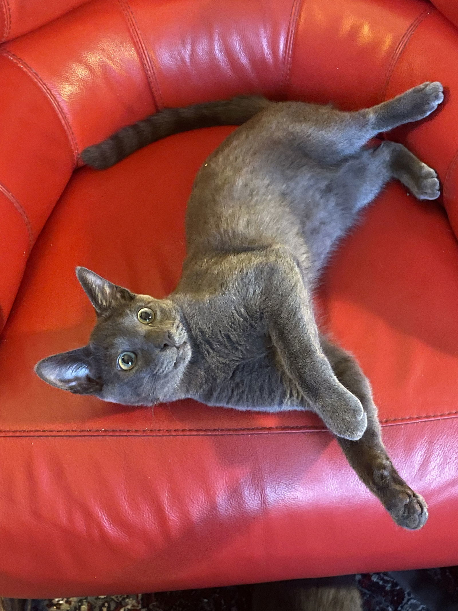 Lil Gray