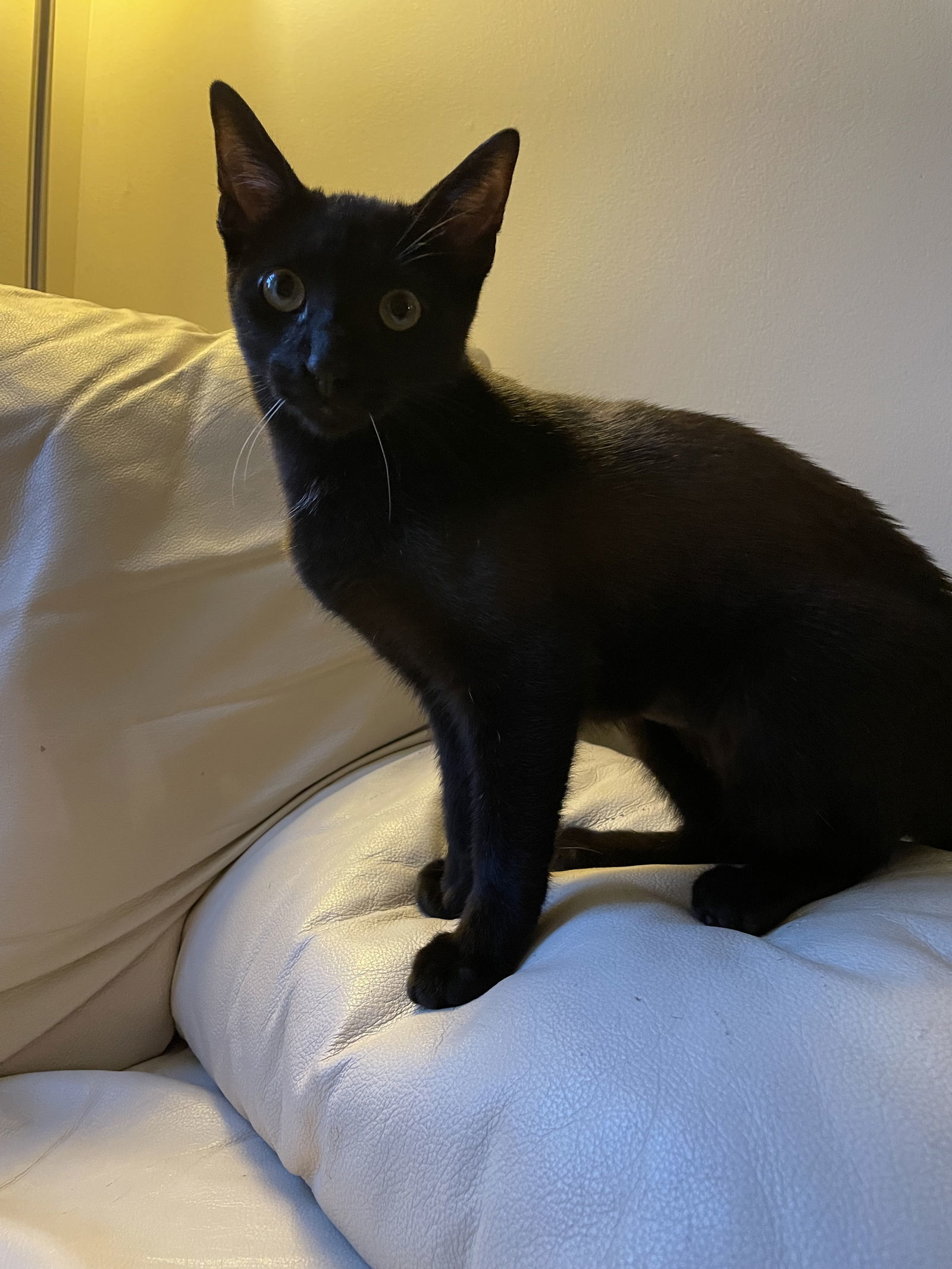 Lil Black