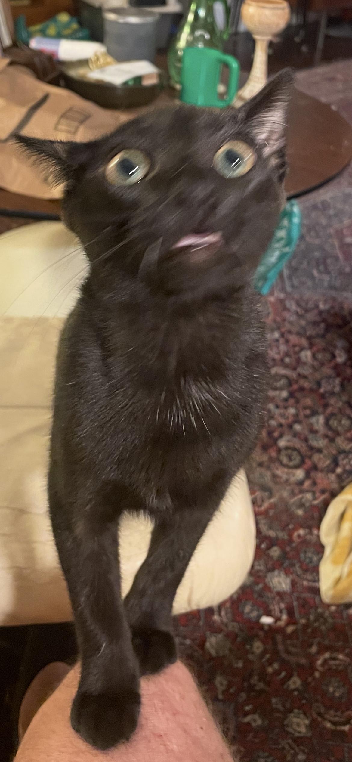 Lil Black