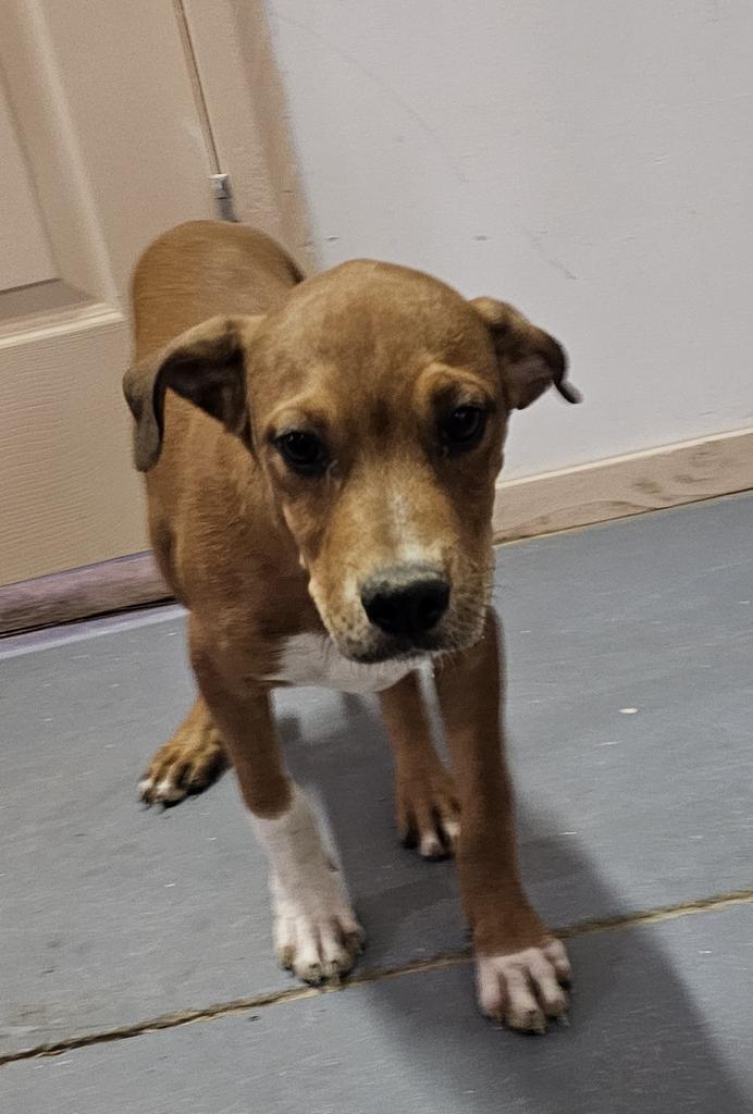 Doc (Puppy4)