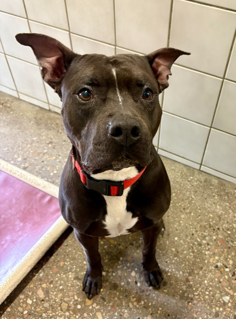 Gus, an adoptable Pit Bull Terrier in Rock Springs, WY, 82901 | Photo Image 1