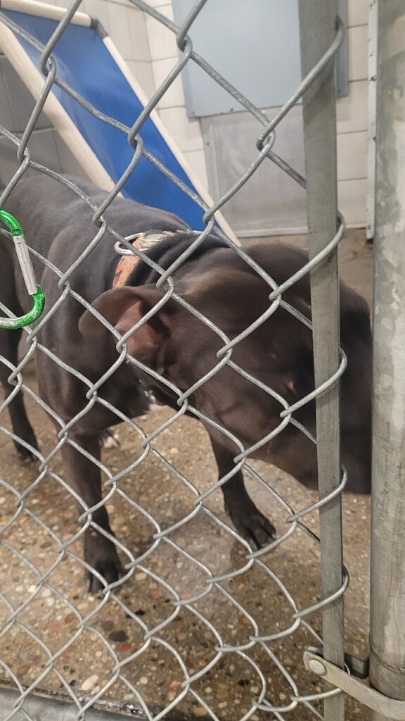 Gus, an adoptable Pit Bull Terrier in Rock Springs, WY, 82901 | Photo Image 2