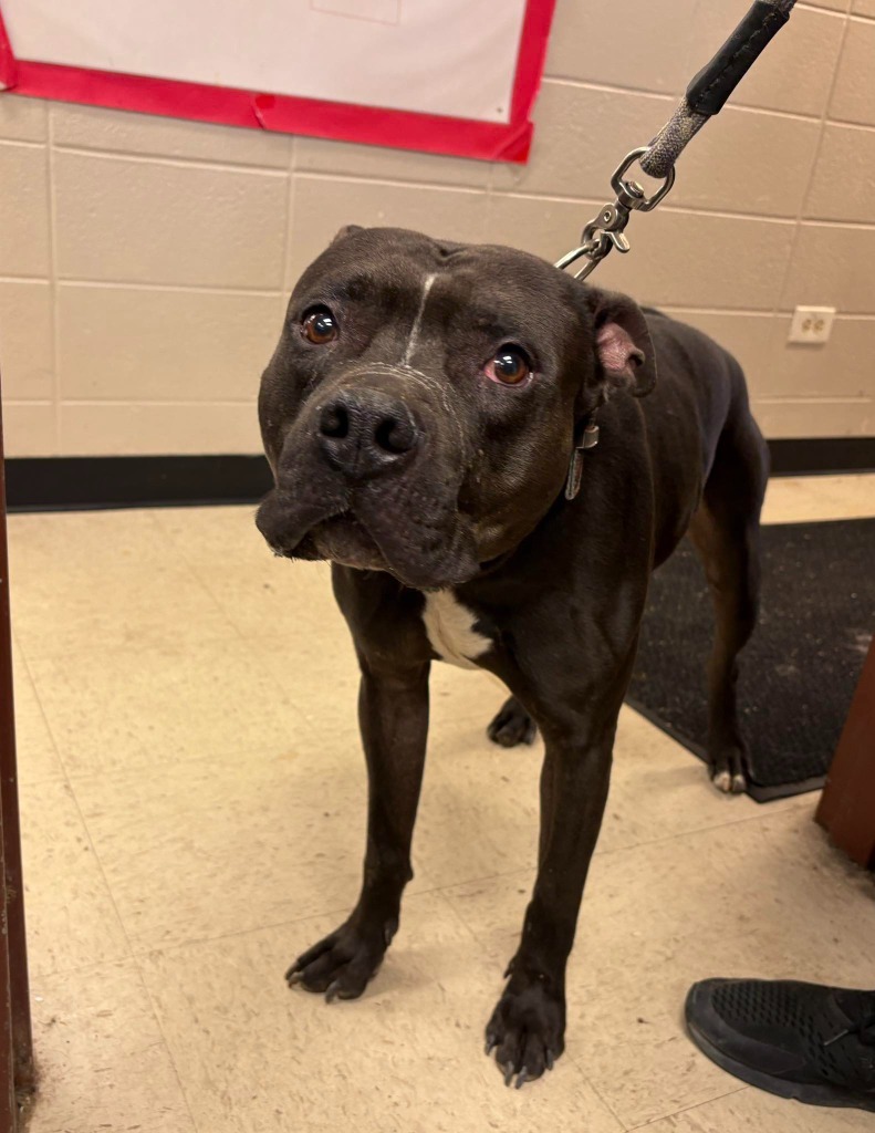 Gus, an adoptable Pit Bull Terrier in Rock Springs, WY, 82901 | Photo Image 3