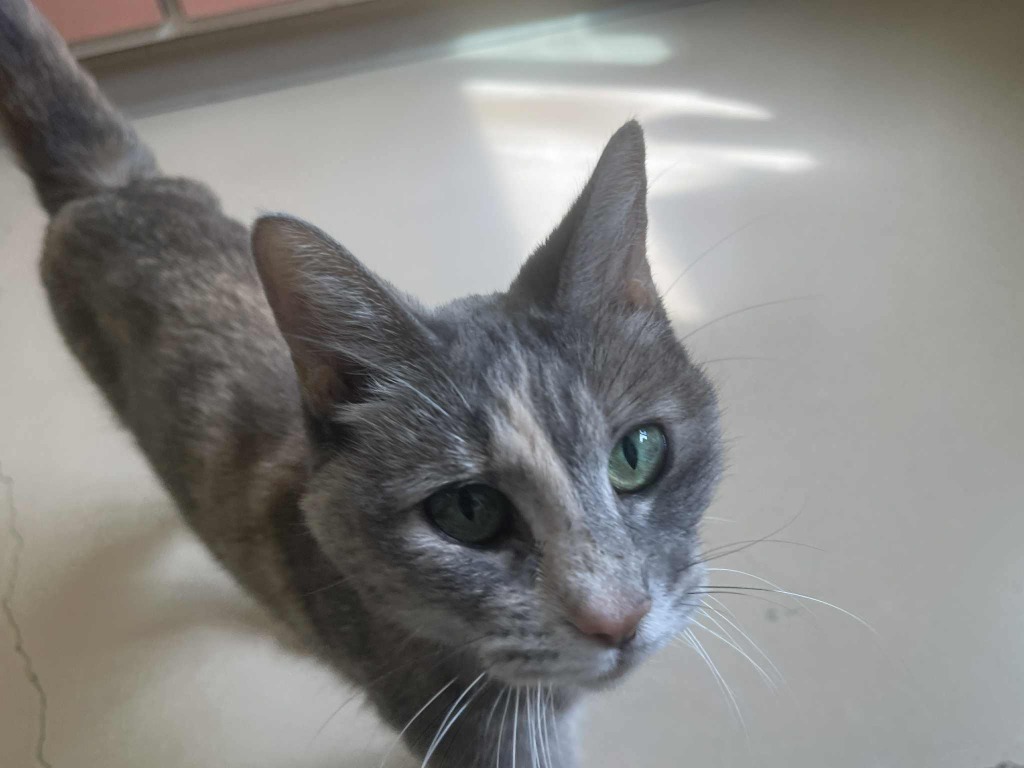 Rozy, an adoptable Domestic Medium Hair in Green River, WY, 82935 | Photo Image 3