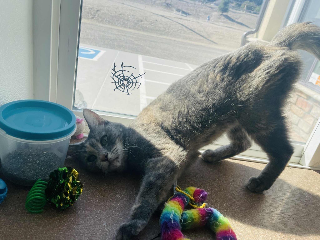 Rozy, an adoptable Domestic Medium Hair in Green River, WY, 82935 | Photo Image 5