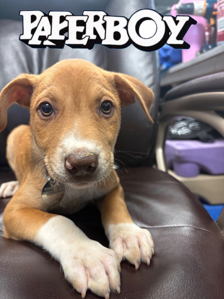Paperboy