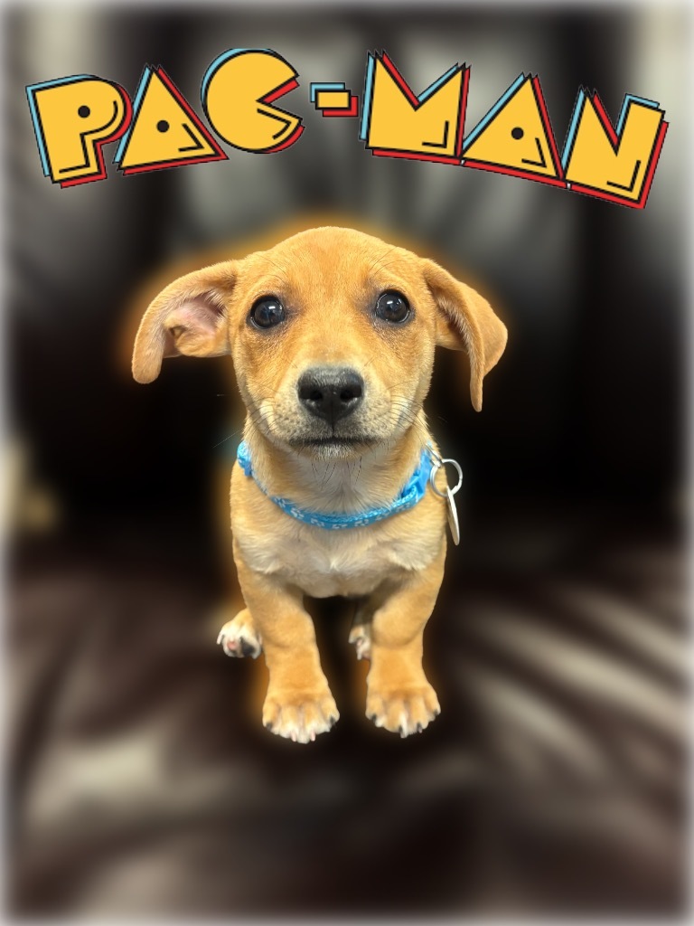 Pac-Man
