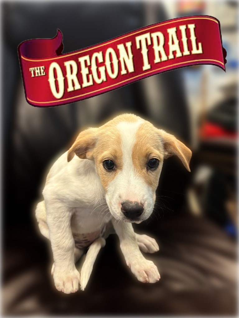 Oregon Trail