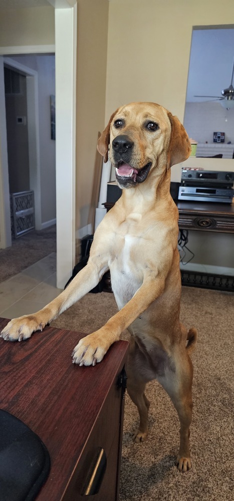 Stella
