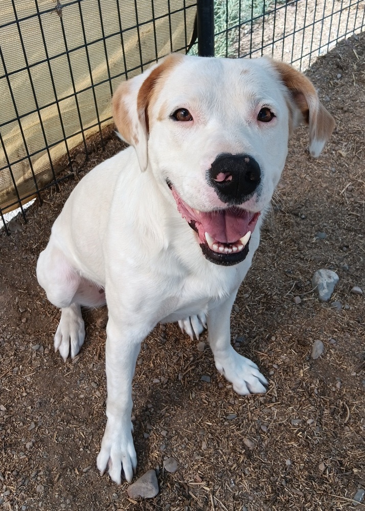 Falco, an adoptable Labrador Retriever, Pit Bull Terrier in Challis, ID, 83226 | Photo Image 1