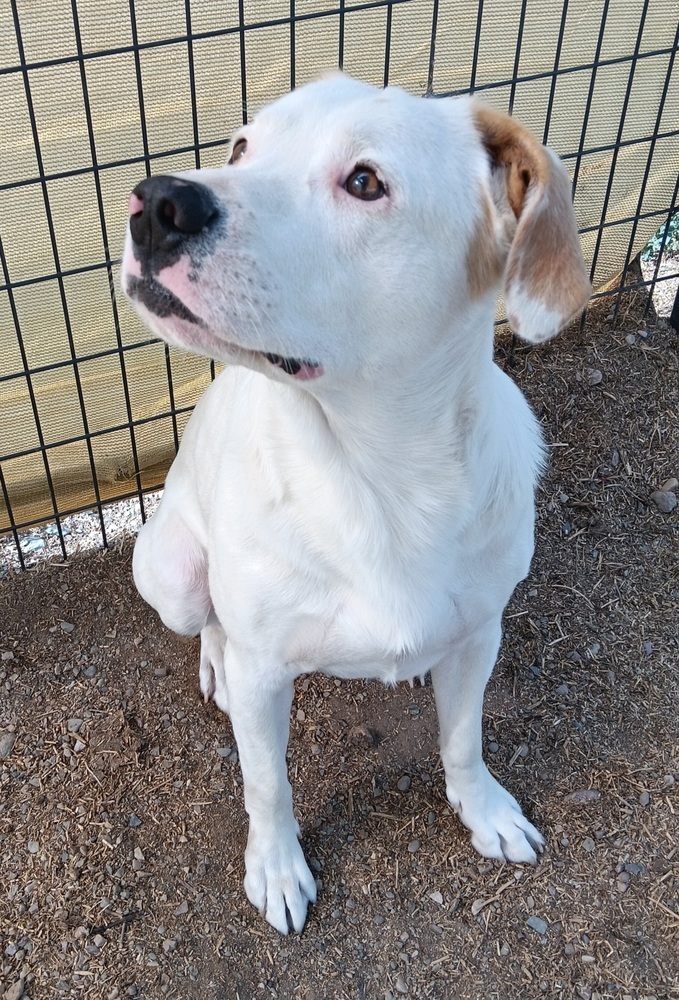 Falco, an adoptable Labrador Retriever, Pit Bull Terrier in Challis, ID, 83226 | Photo Image 2