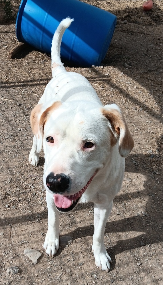 Falco, an adoptable Labrador Retriever, Pit Bull Terrier in Challis, ID, 83226 | Photo Image 3