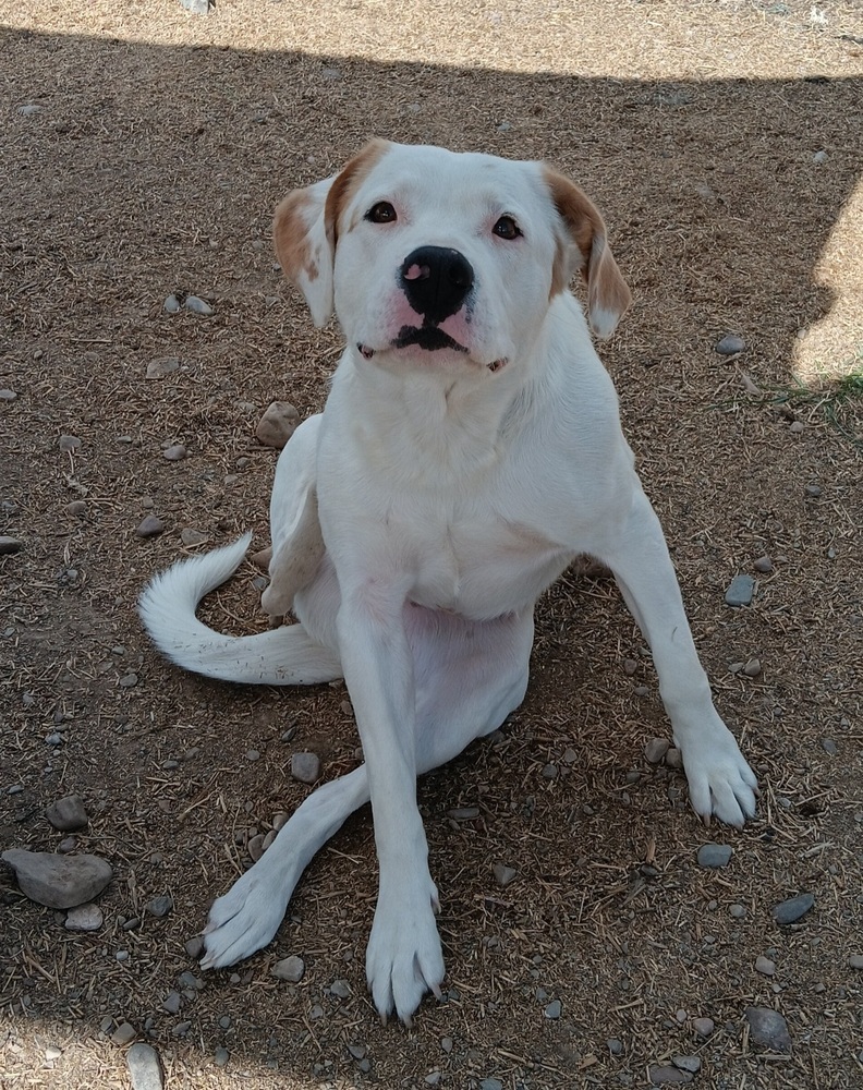 Falco, an adoptable Labrador Retriever, Pit Bull Terrier in Challis, ID, 83226 | Photo Image 4