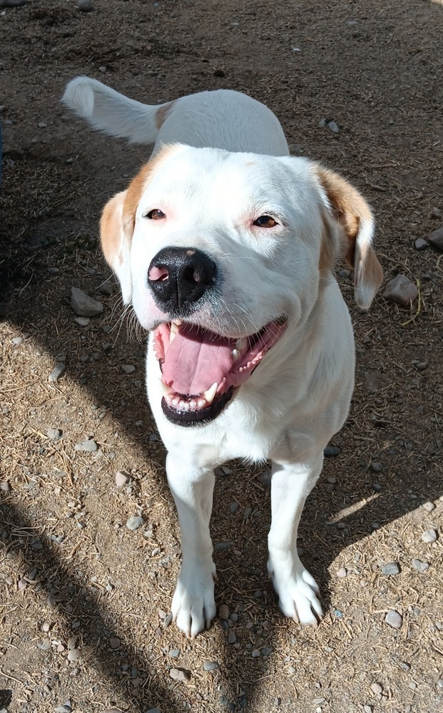 Falco, an adoptable Labrador Retriever, Pit Bull Terrier in Challis, ID, 83226 | Photo Image 5