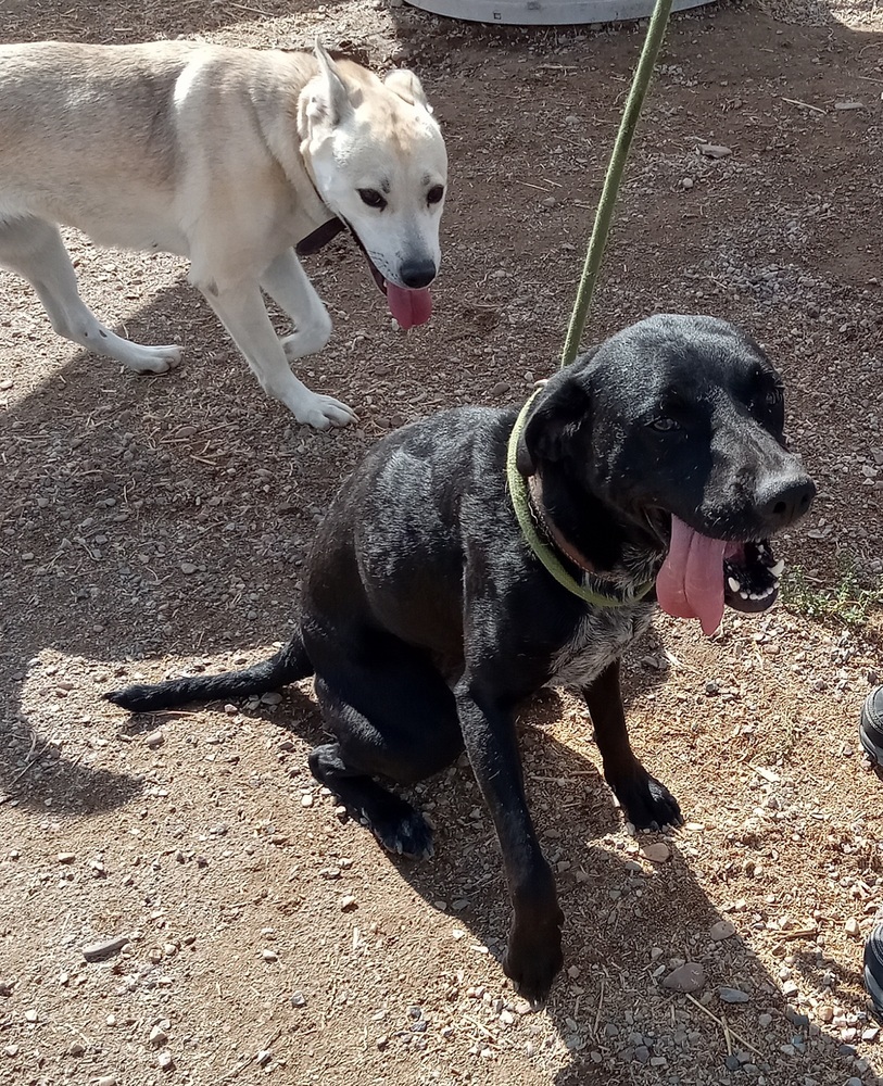 Giji, an adoptable Spaniel, Labrador Retriever in Challis, ID, 83226 | Photo Image 1