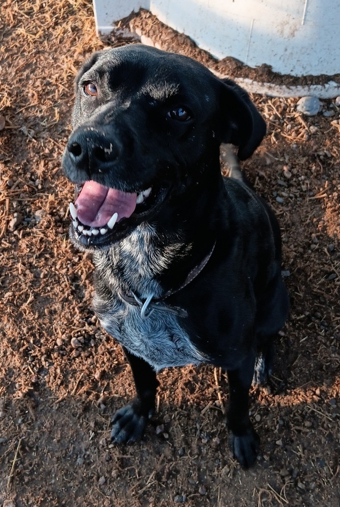 Giji, an adoptable Spaniel, Labrador Retriever in Challis, ID, 83226 | Photo Image 2