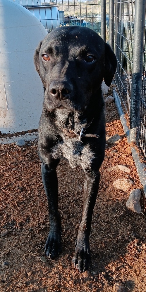 Giji, an adoptable Spaniel, Labrador Retriever in Challis, ID, 83226 | Photo Image 3