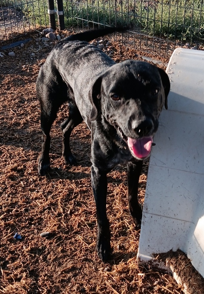 Giji, an adoptable Spaniel, Labrador Retriever in Challis, ID, 83226 | Photo Image 4
