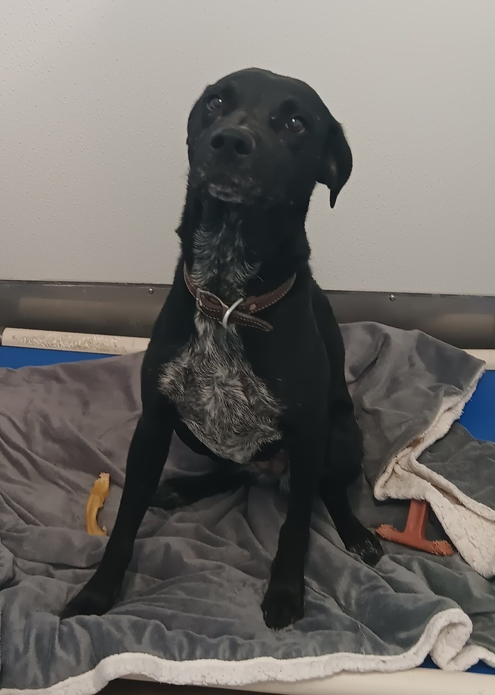 Giji, an adoptable Spaniel, Labrador Retriever in Challis, ID, 83226 | Photo Image 5