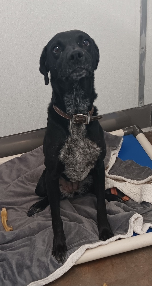 Giji, an adoptable Spaniel, Labrador Retriever in Challis, ID, 83226 | Photo Image 6